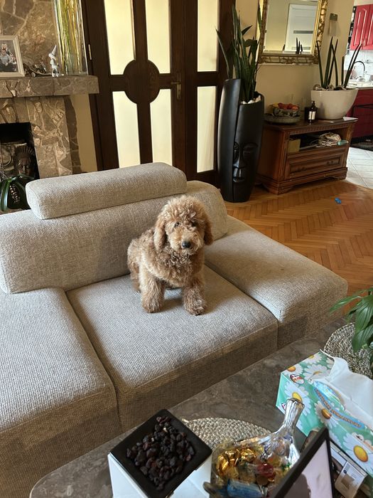 Pudel miniaturowy  - samczyk