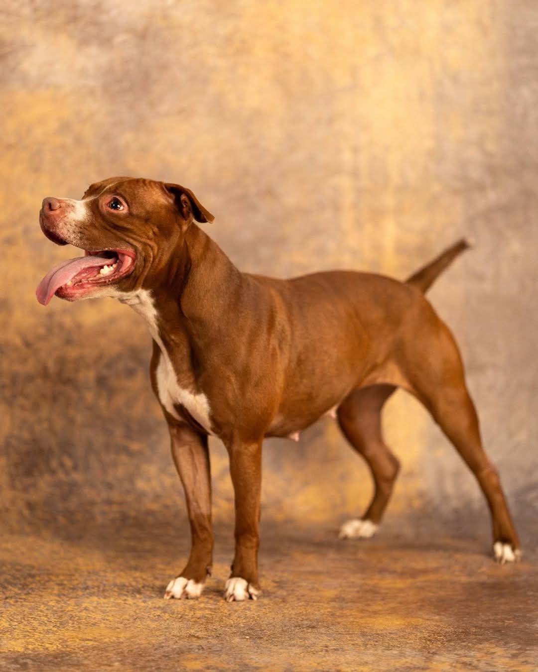 Misia w typie amstaff
