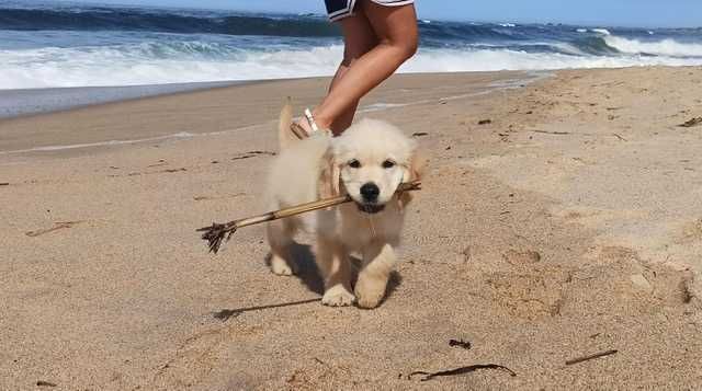 Excelente Golden Retriever com LOP