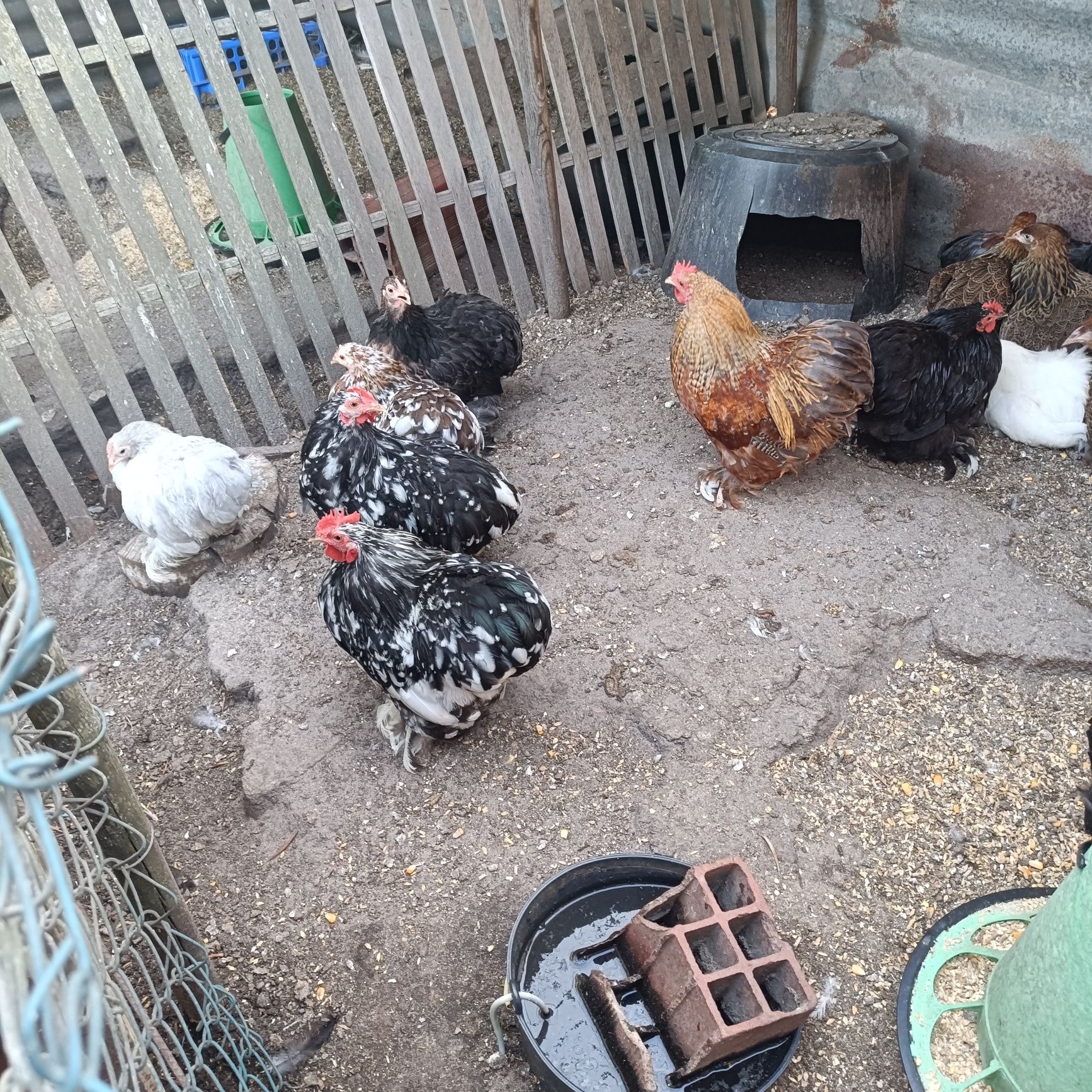 Casais de Pekin Várias Cores