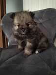 Szpic Miniaturowy Pomeranian piesek