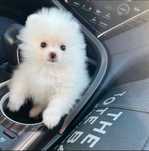 Spitz Anão (Lulu de pomerania] Fêmea Branca Miniatura