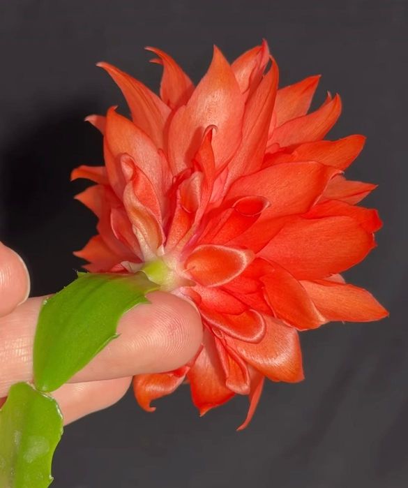 Шлюмбергера Blood Moon