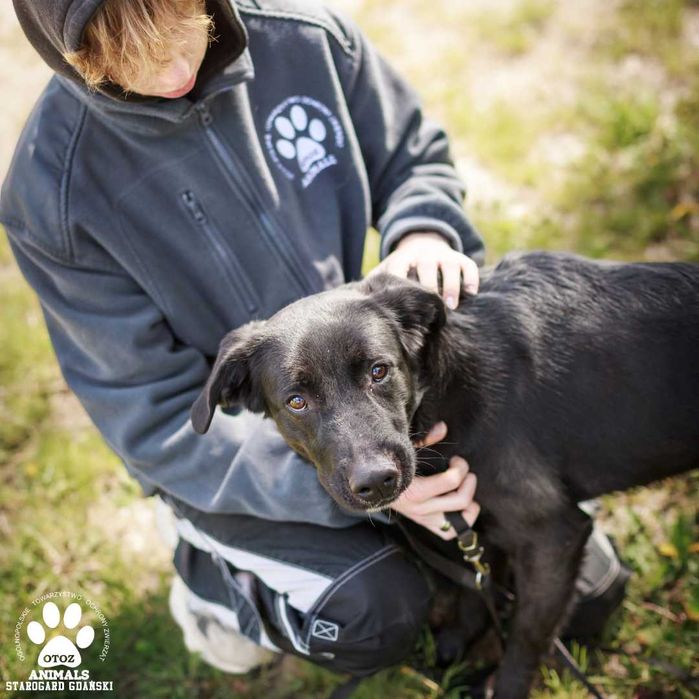 Pokochaj wspaniałego psa Księciunia!