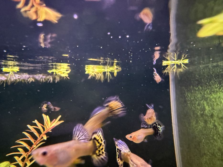 Gupik gupiki Galaxy Red Blue Tiger Dumbo pakiet 10 sztuk samców
