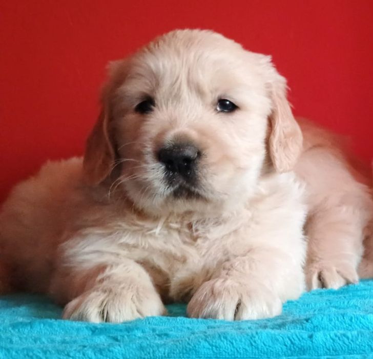 Golden Retriever ZkwP FCI piesek