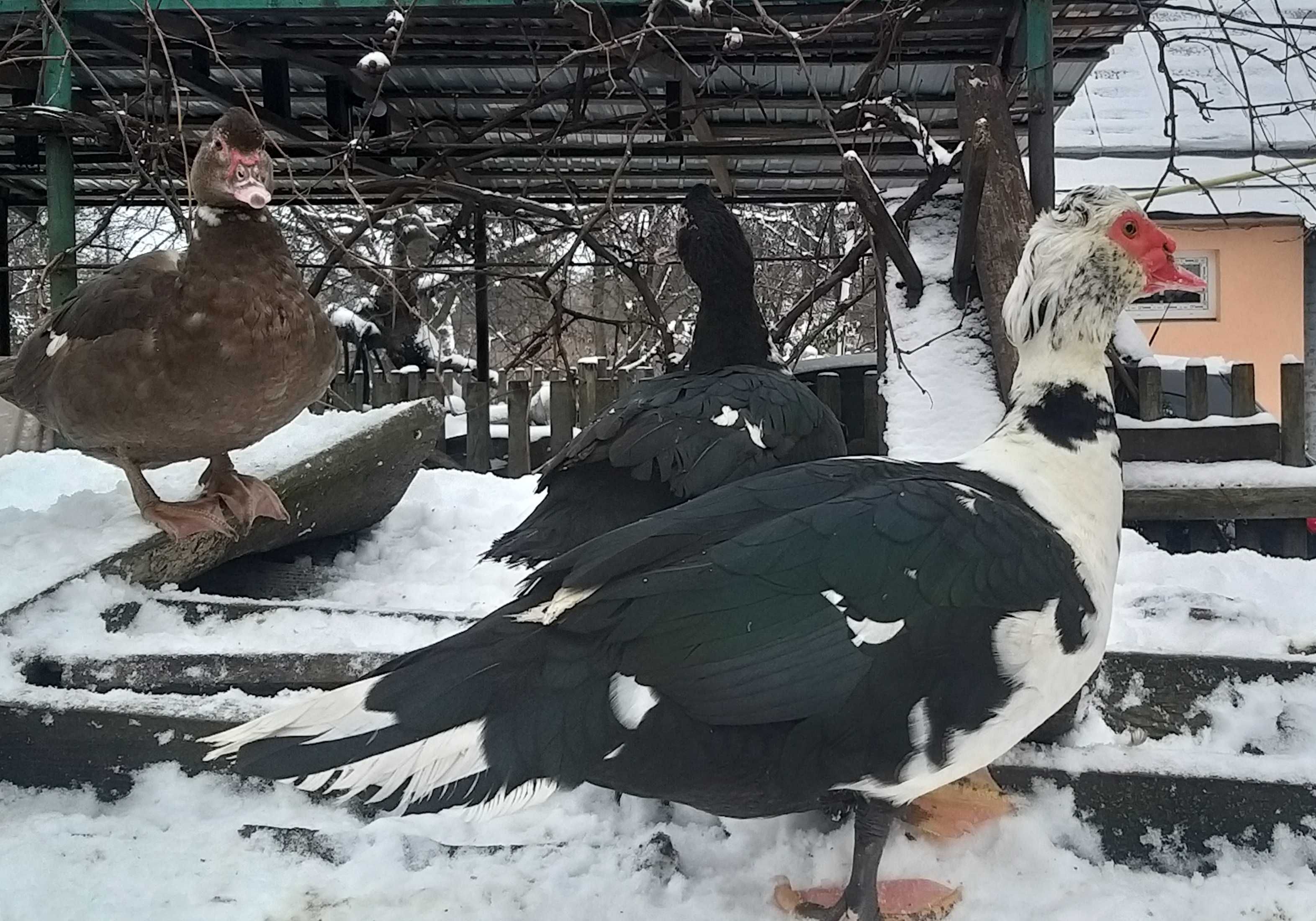Індокаченята, шипуни, мускусні качки, яйця качині