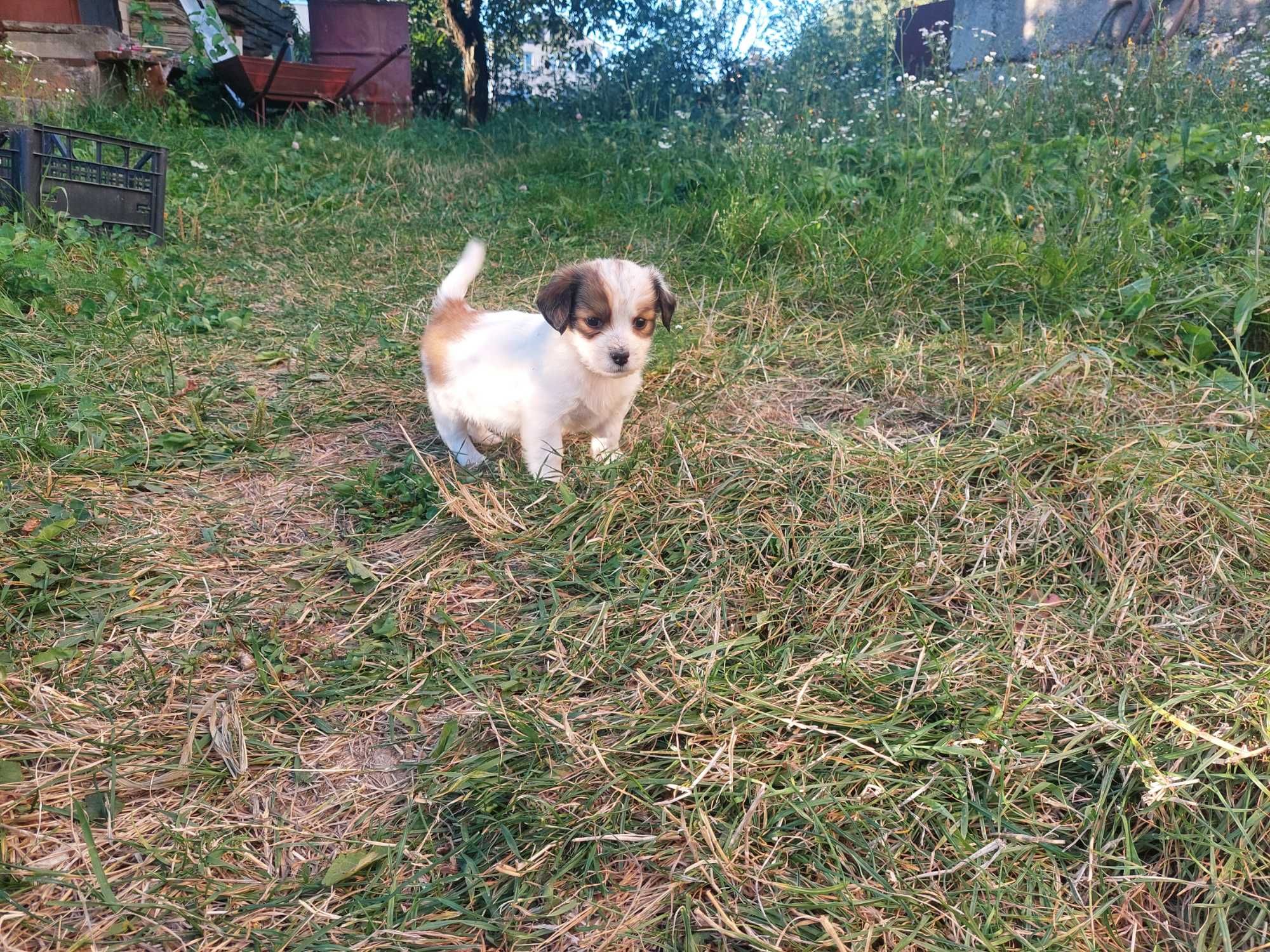 Собачки в добрі руки