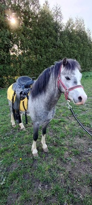 4-letni ogier walijski z licencją