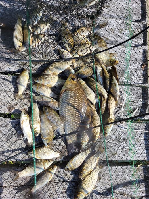 Narybek karasia srebrzystego żywiec zarybianie