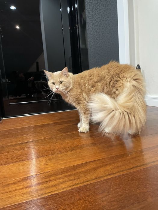 Maine Coon - piękny kocur do hodowli