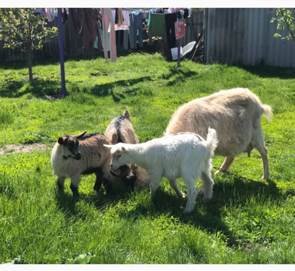 продаю козлят три девочки