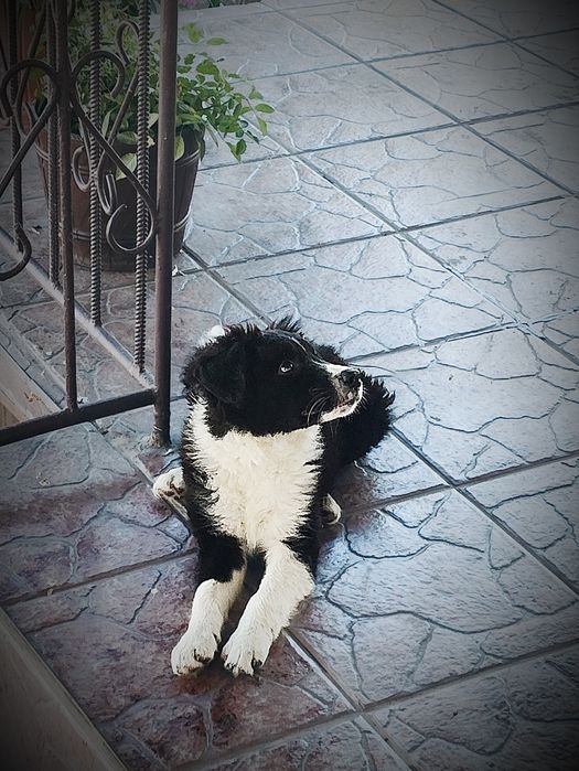 Suczka bordercollie