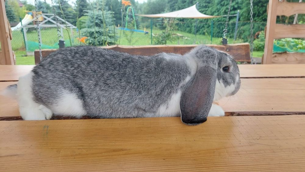 Samiec baran francuski szynszylowy srokacz