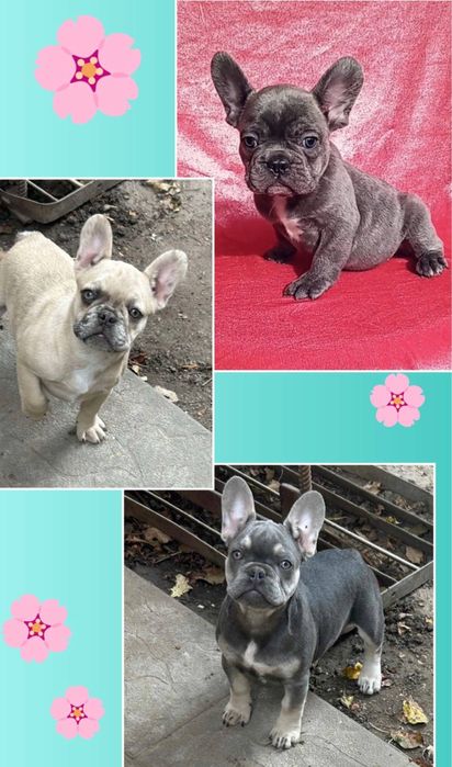 Малыши французского буля голубые и кремовые