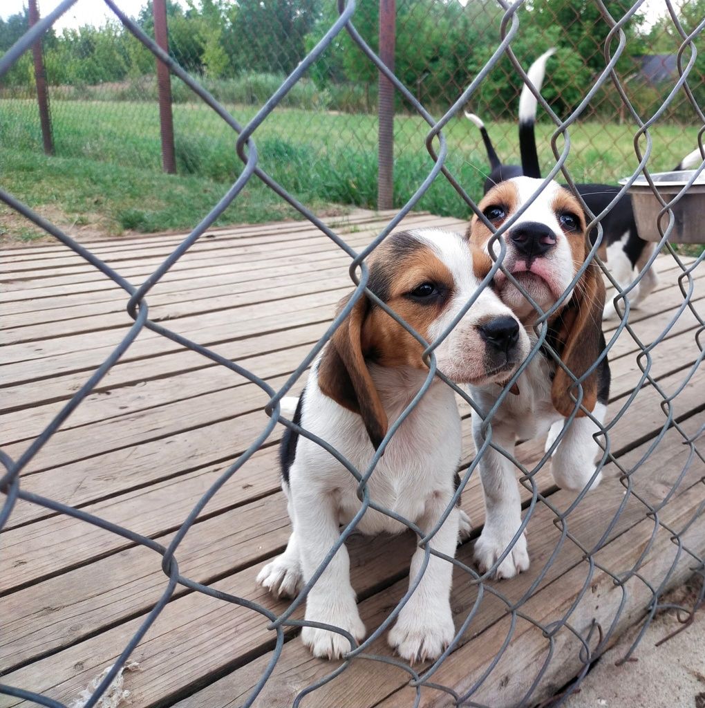 Szczeniaka Beagle