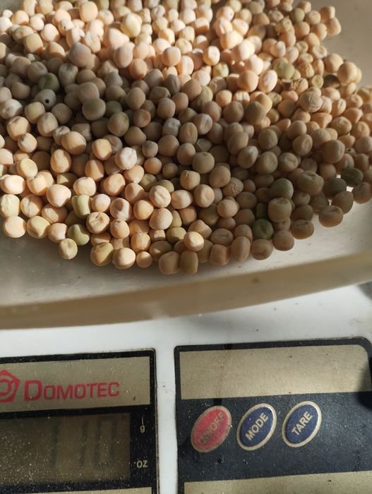 Пропоную озимий горох