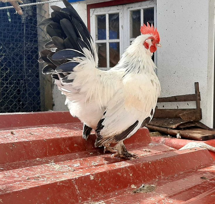 Vende-se galo Nagazaki cruzado com Mil Flores em Mafra/Ericeira