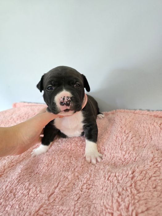 American Staffordshire Terrier FCI suczka