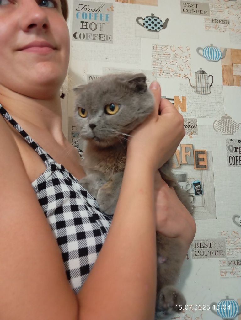 Отдам котят вислоухой кошки
