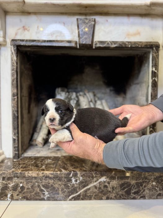 Коргі кардиган триколол найкращого розведення