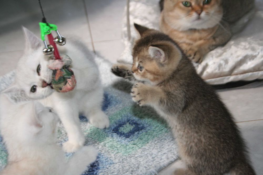 Активний хлопчик золотої шиншилли