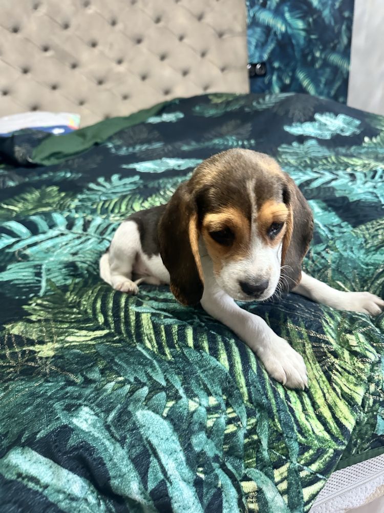 Suczka beagle gotowa do odbioru z Rodowodem