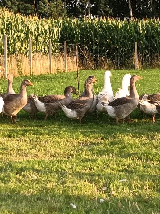 Młode gęsi Landes i Deutsche Pommersche Gans