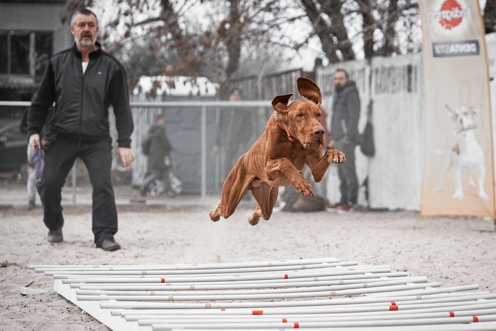 Кобель угорська вижла угорська лягава венгерская выжла для вязки