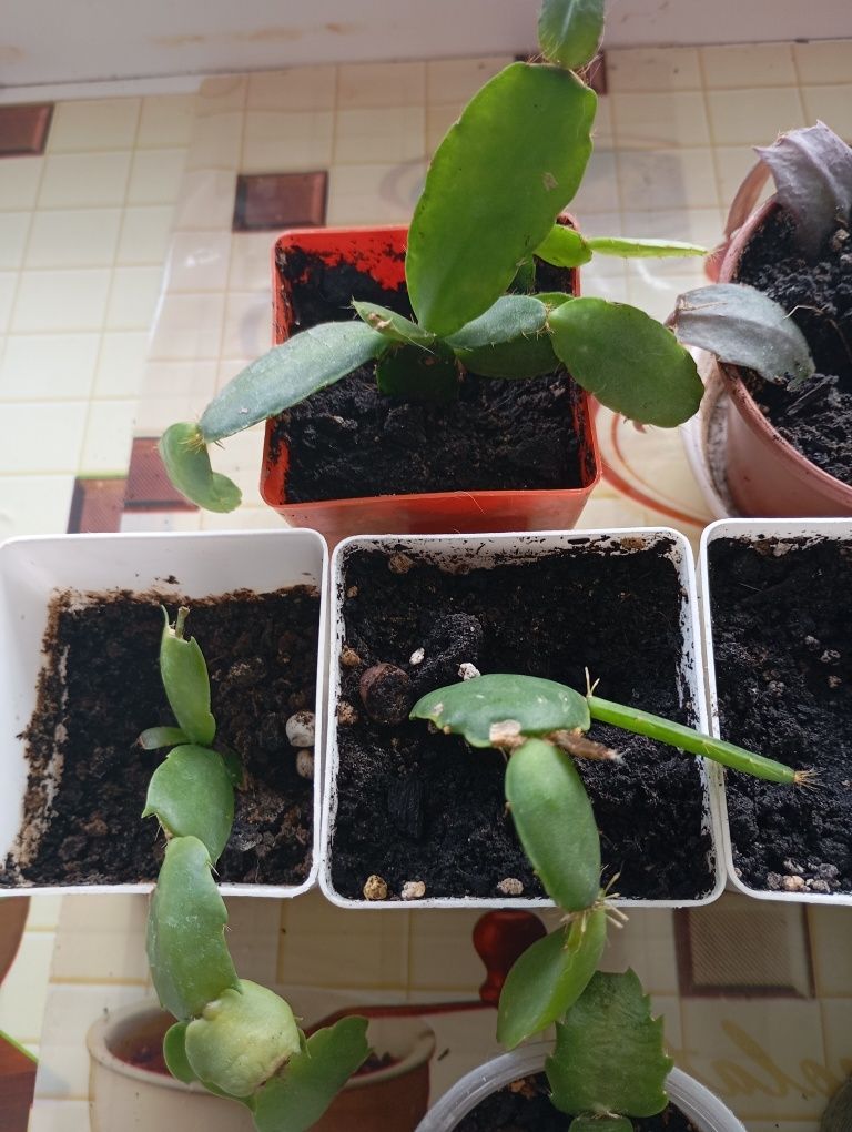 Продам одним лотом, усі різні + подарунок