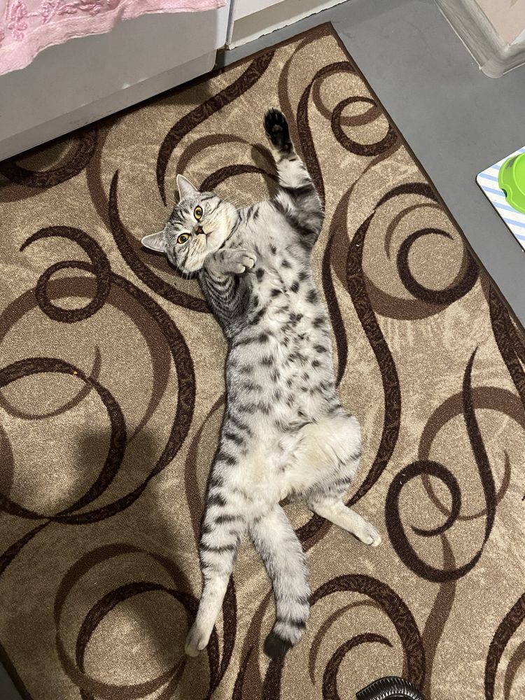 Вязка жукаємо наречену для котика