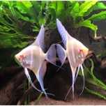 Altum atabapo / peruinensis albino