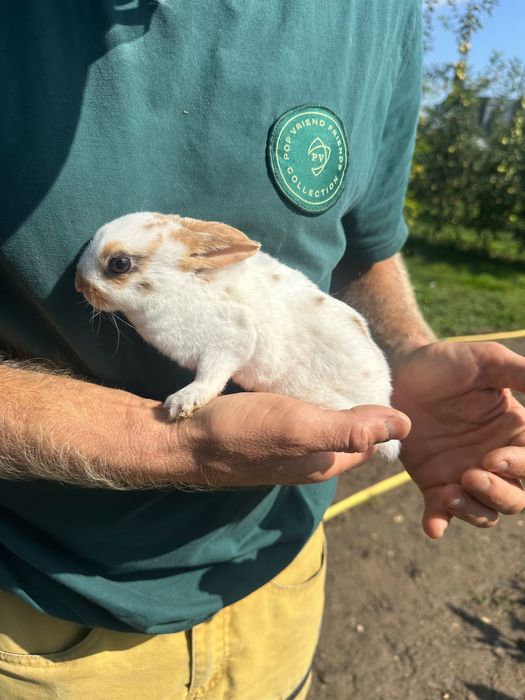 Królik miniaturka karzełek rex hipoalergiczny