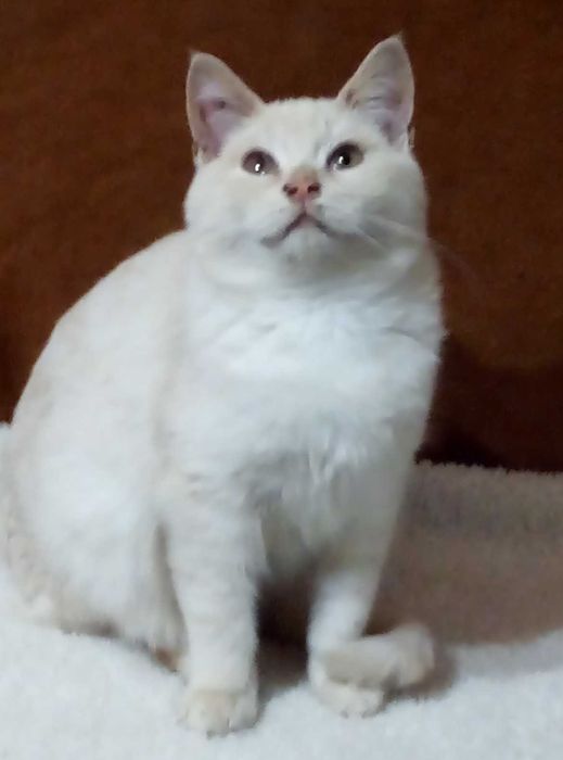 Шотландский Мутоновый котик,Золотой шиншилла