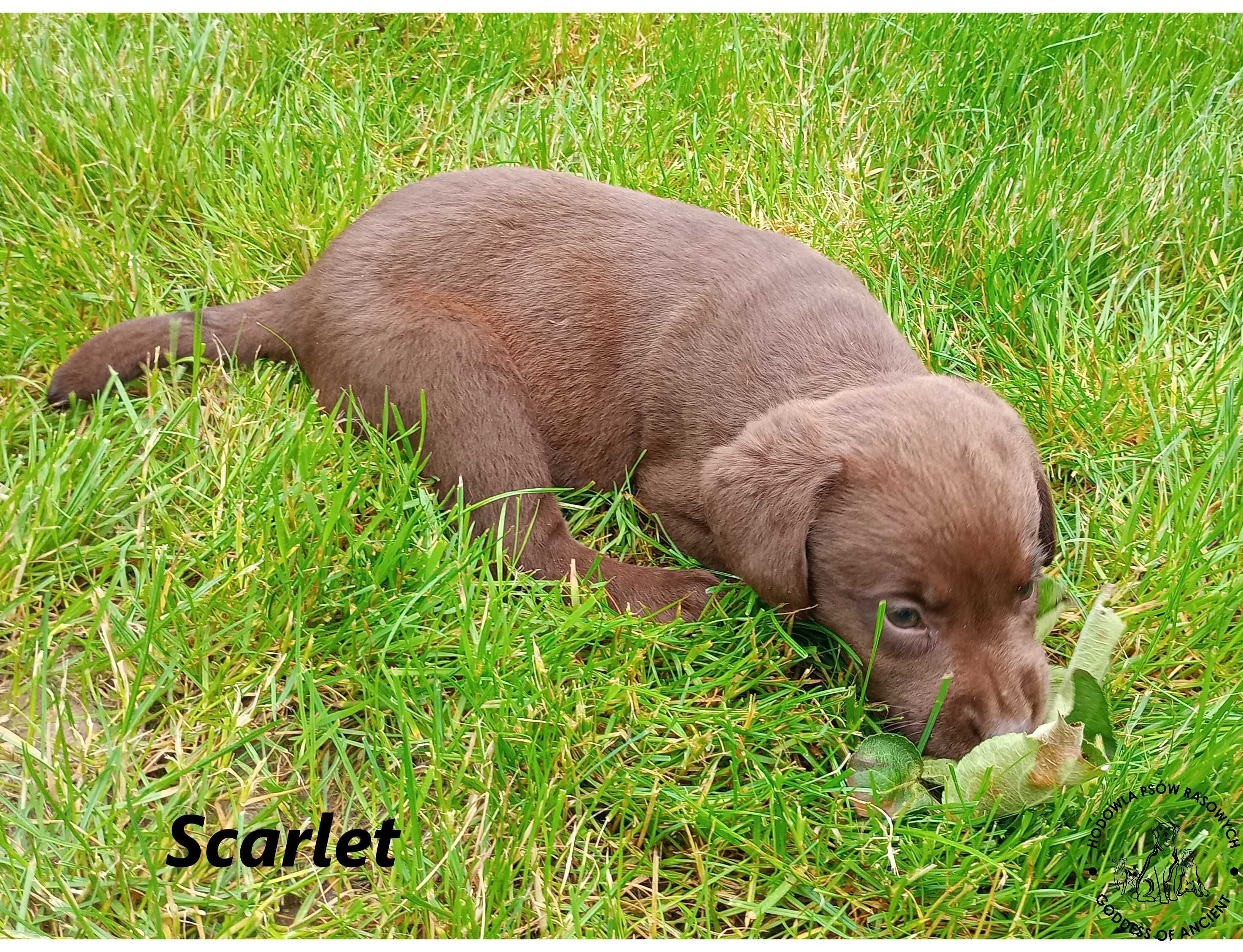 Labrador Retriever czekoladowa suczka rodowód