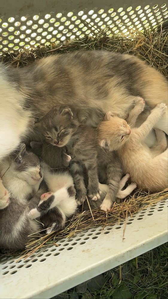 Віддамо в добрі руки Кошенят