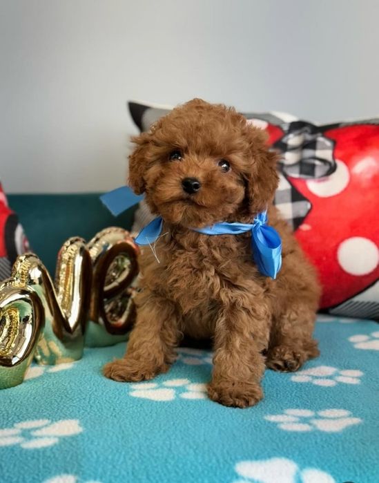 Хлопчик той пудель.    Ред Браун