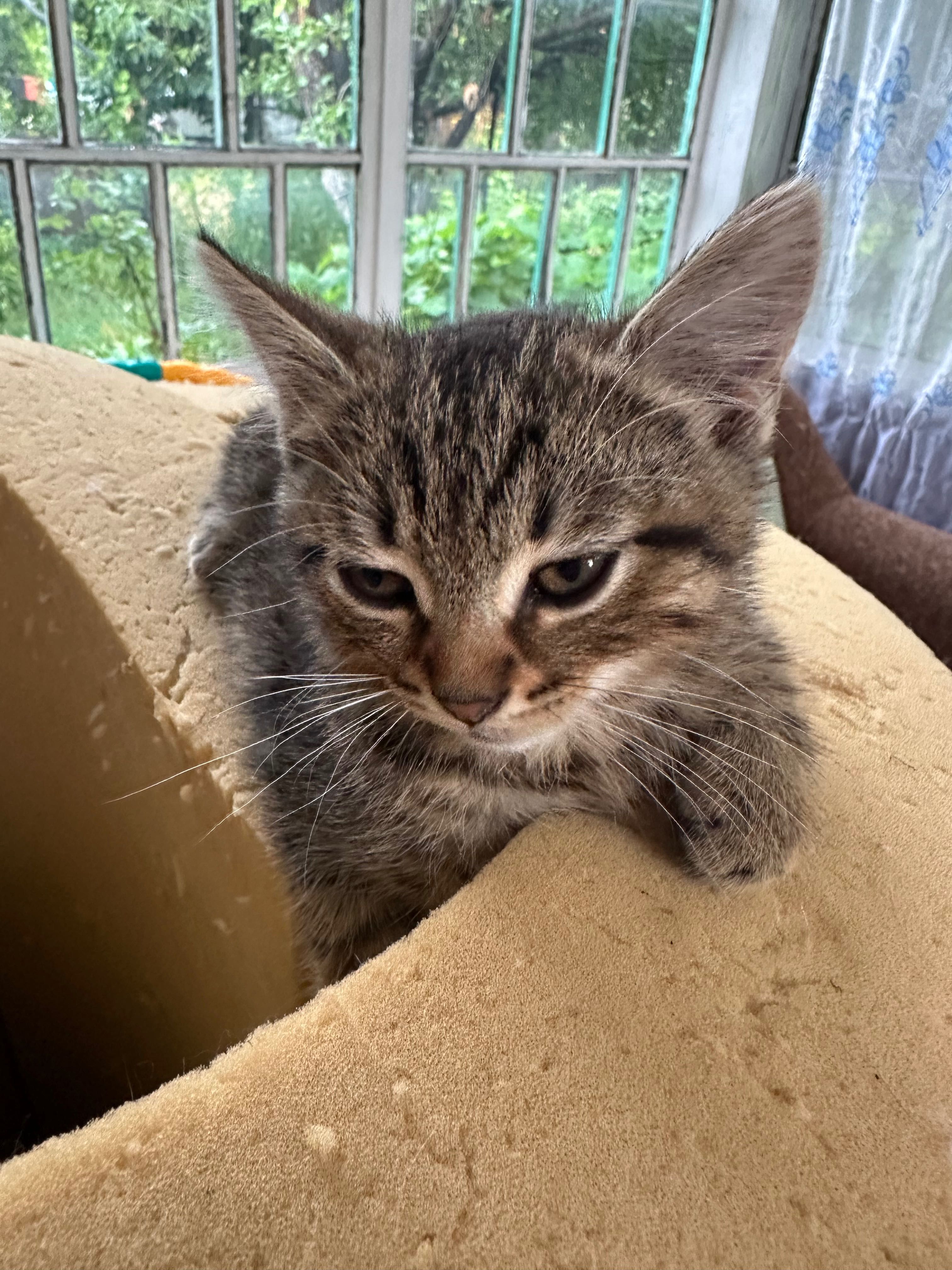 Котики безкоштовно
