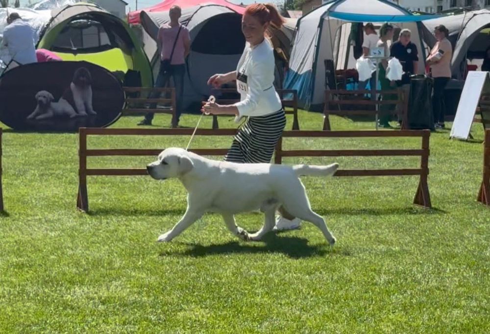 Лабрадор ретривер! Кобель для вязки
