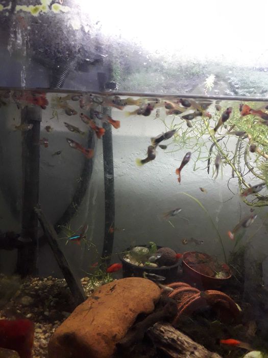 Comunidade  só Guppys e Espadas  total de mais 50 animais