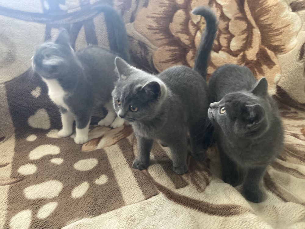 Котята в добрые руи.