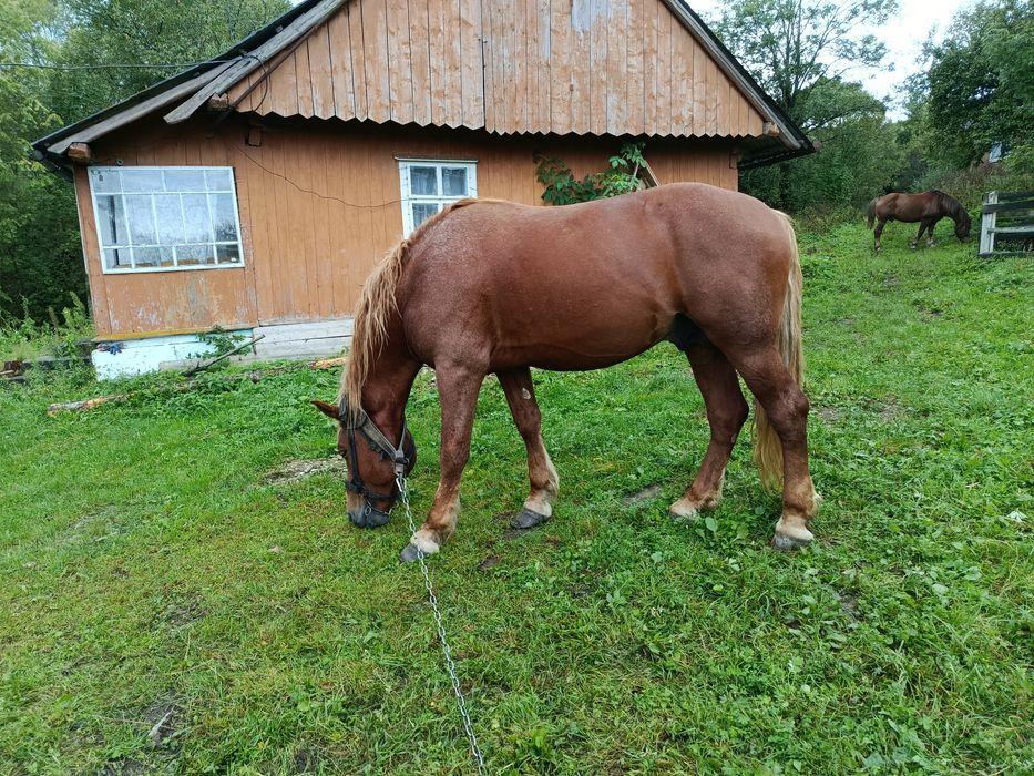 Продам сильного коня