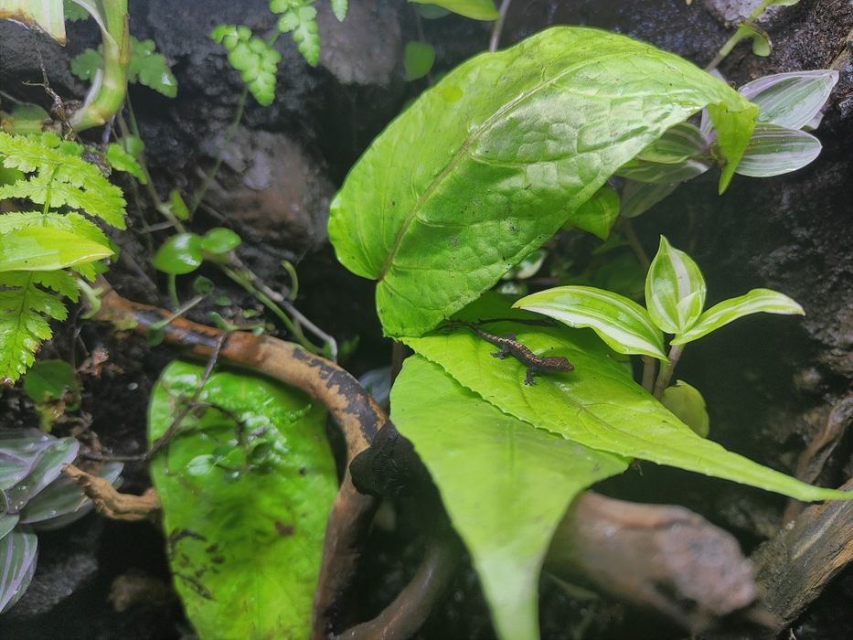 Terrarium z gekonem orzęsionym i gekonami płaczącymi + wyposażenie