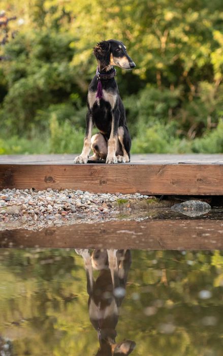 Chart perski SALUKI, suczka z metryką ZKwP/FCI