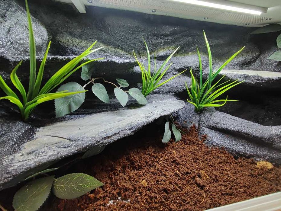 Terrarium tropikalne nr702 80/40/40 dla węża boa pyton DOSTĘPNE