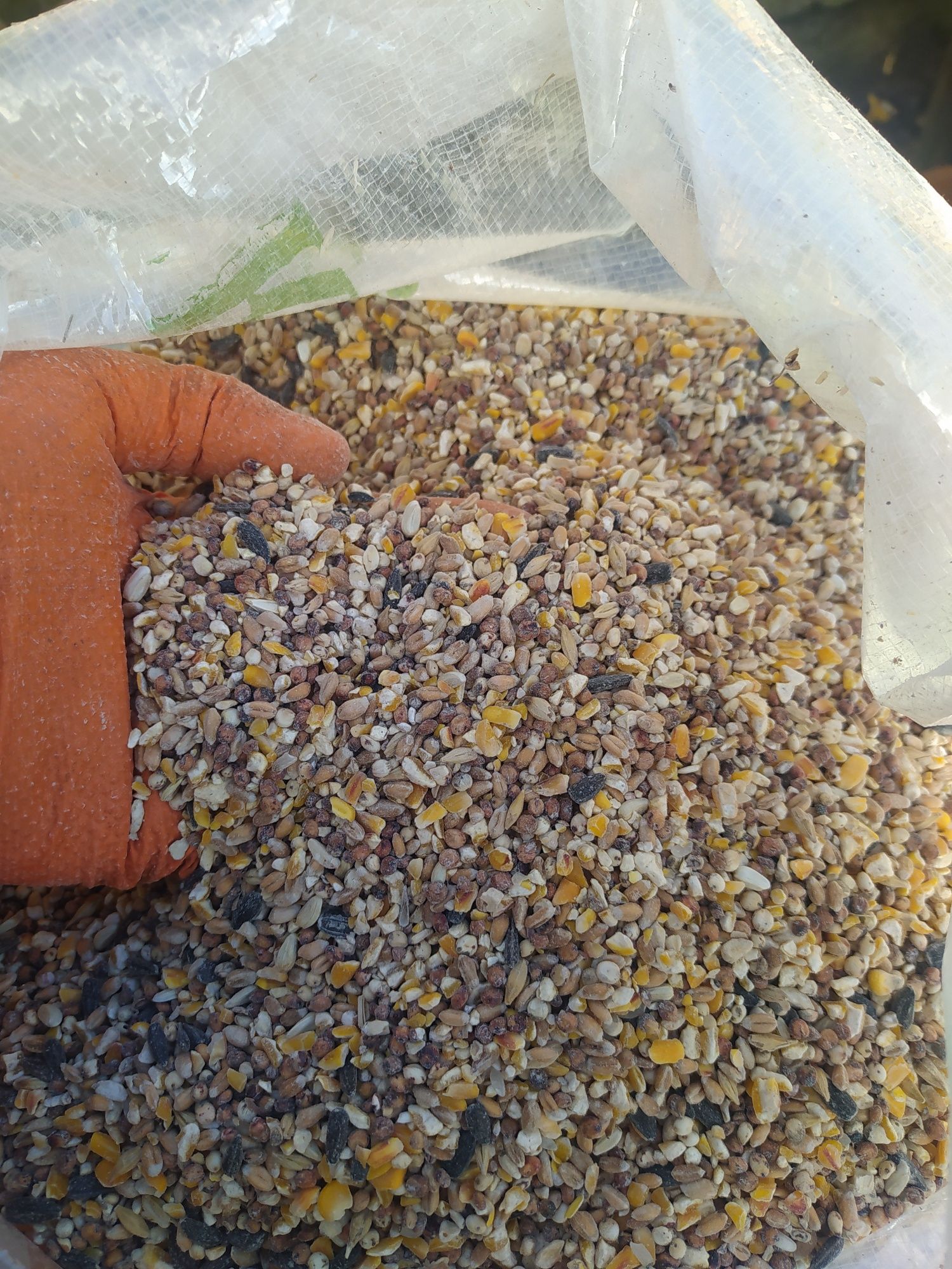 Ovos Galinhas ,Criadas Ar Livre, alimentação saudáv
