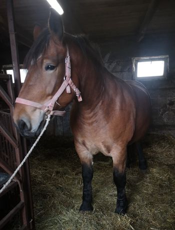 Sprzedam Klacz Źrebną rasy Zimnokrwistej o maści gniadej