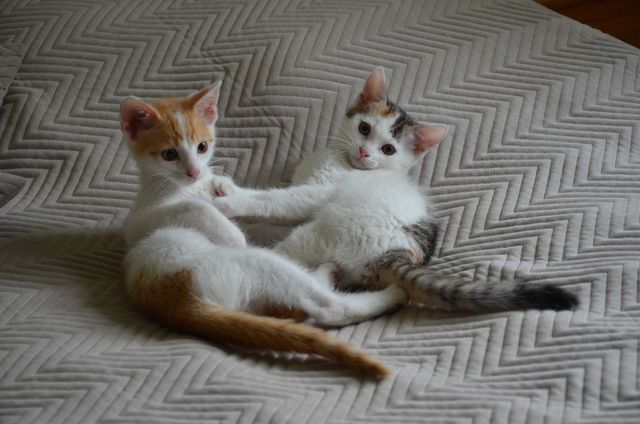 Dwa kotki od lekarza weterynarii .