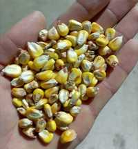 Продам кукурудзу суху після сушки, дроблену кукурудзу