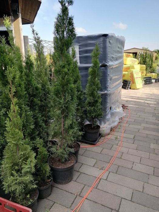 tuje tuja brabant  ok. PIASECZNA